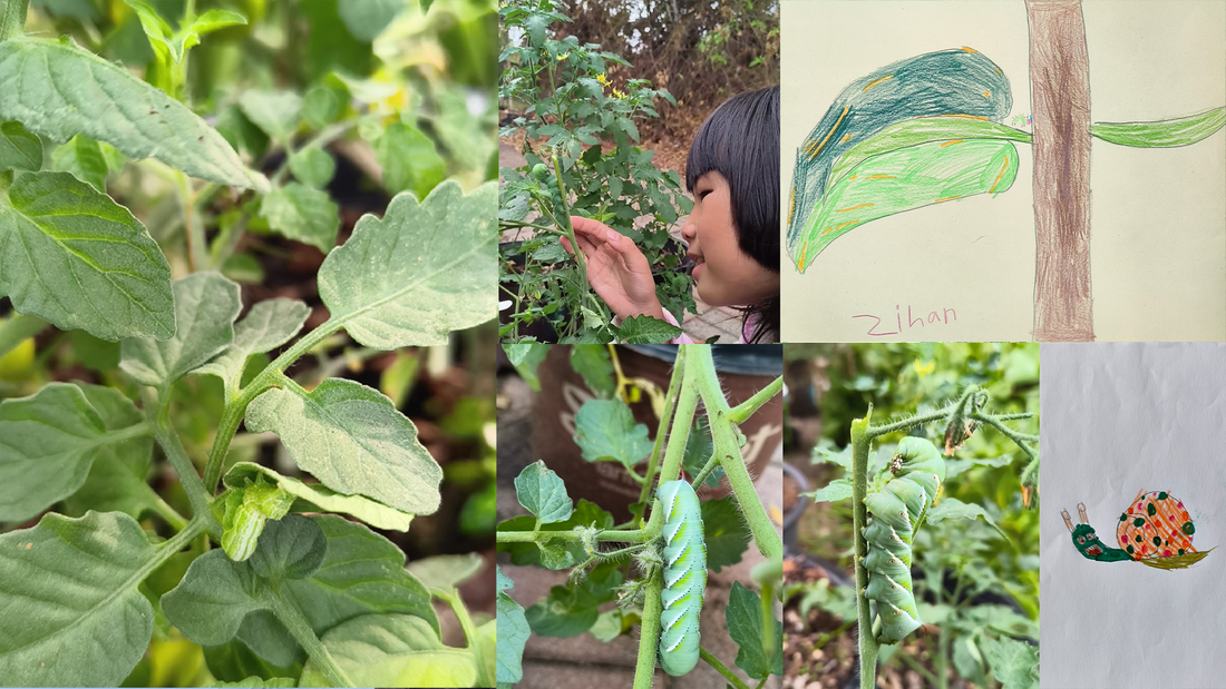 The Snail and the Caterpillar