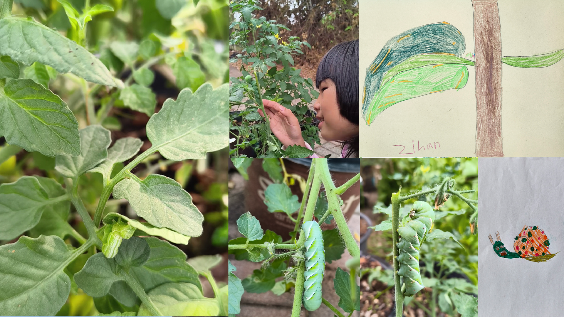 The Snail and the Caterpillar